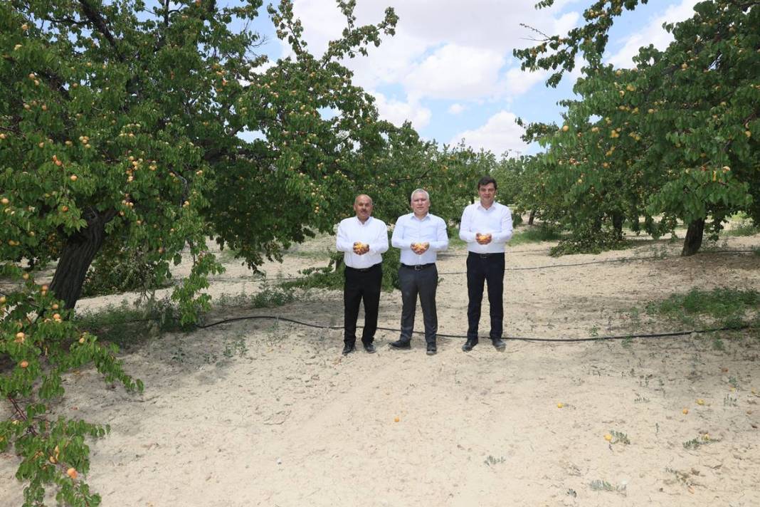 O kent için altın kadar değerli: Hasat başladı, rekolte arttı! Valilik yüzlerce fide dağıtıyor 6